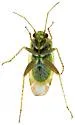 Megalopsallus rubropictipes - photo 4