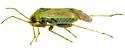 Megalopsallus rubropictipes - photo 5