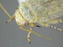 Megalopsallus sparsus - photo 4