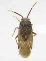 Megalopsallus teretis