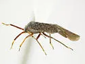 Megalopsallus teretis - photo 2