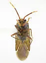 Megalopsallus teretis - photo 3