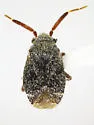 Megalopsallus teretis - photo 4