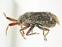 Megalopsallus teretis - photo 5