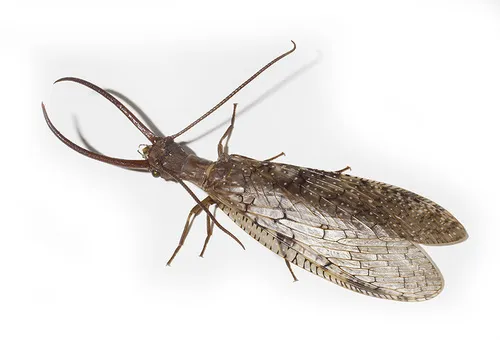 Alderflies, Dobsonflies, and Fishflies - photo 2