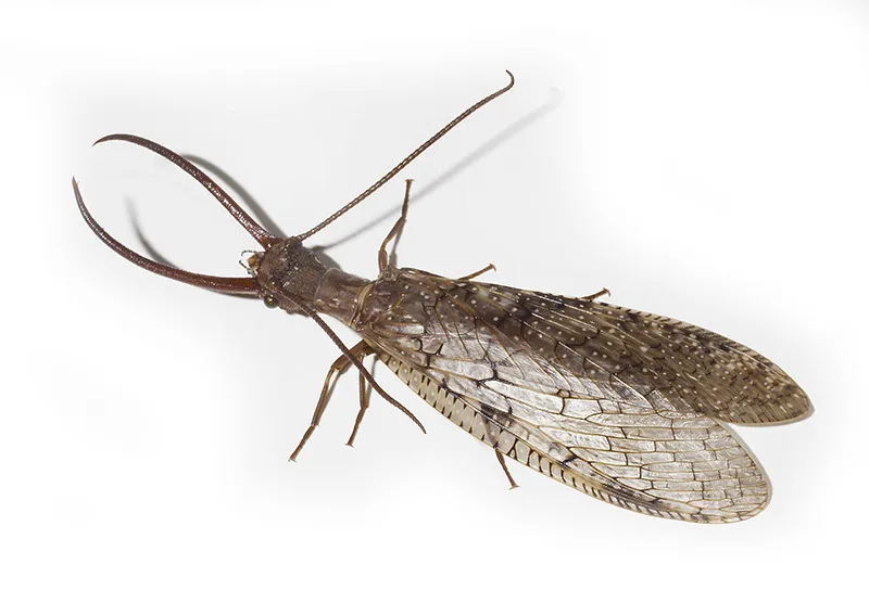 Alderflies, Dobsonflies, and Fishflies - photo 3