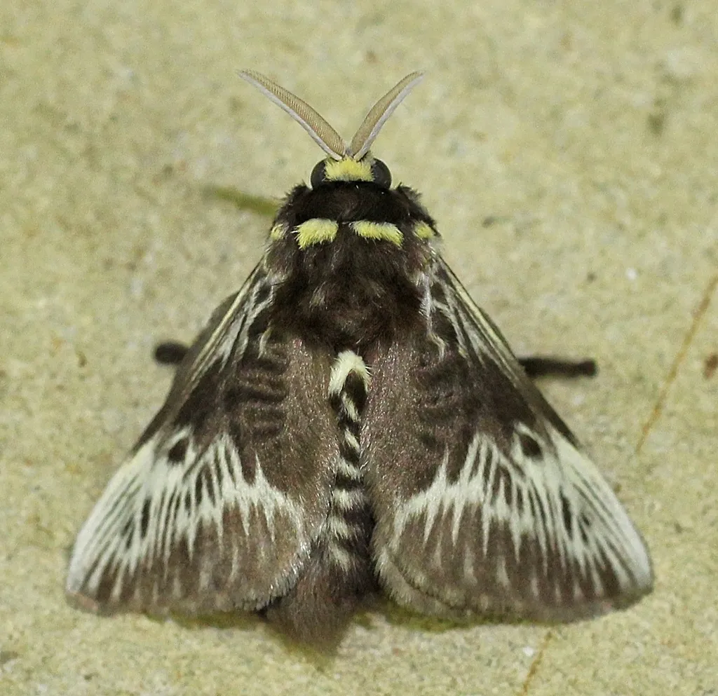 Megalopyge albicollis - photo 2
