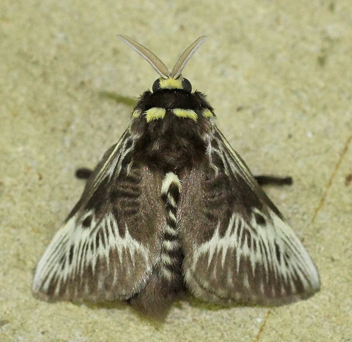 Megalopyge albicollis - photo 3