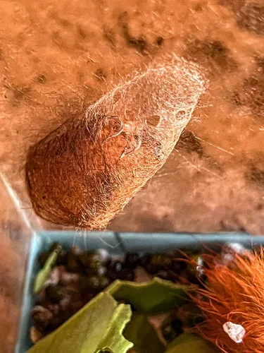 Megalopyge albicollis - photo 6