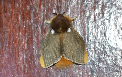 Megalopyge basalis