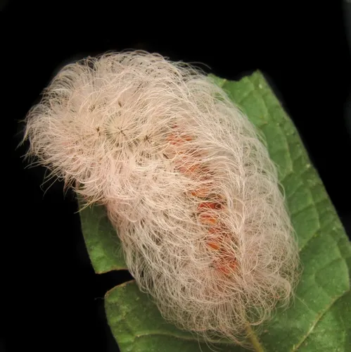Megalopyge basalis - photo 5