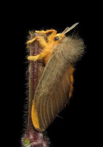Megalopyge basalis - photo 7