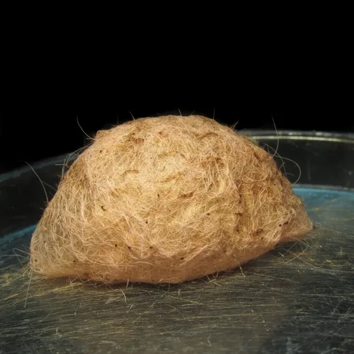 Megalopyge basalis - photo 8