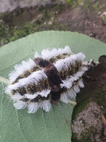 Megalopyge defoliata
