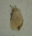 Florida Flannel Moth - Hodges#4643