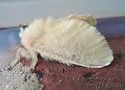 Florida Flannel Moth - Hodges#4643 - photo 2
