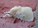 Florida Flannel Moth - Hodges#4643 - photo 3