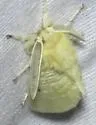 Florida Flannel Moth - Hodges#4643 - photo 4