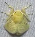 Florida Flannel Moth - Hodges#4643 - photo 5