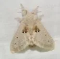 Megalopyge lapena - Hodges#4645
