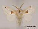 Megalopyge lapena - Hodges#4645 - photo 2