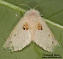 Megalopyge lapena - Hodges#4645 - photo 3