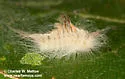Megalopyge lapena - Hodges#4645 - photo 4