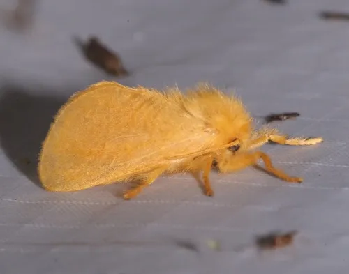 Yellow Flannel Moth