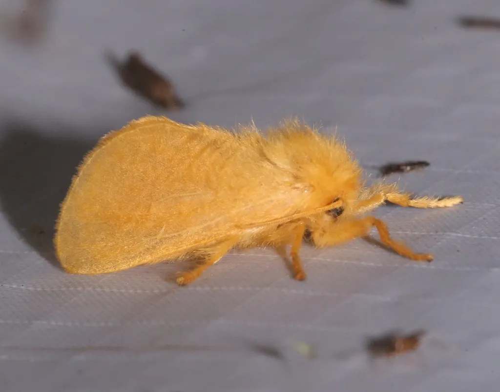 Yellow Flannel Moth - photo 2