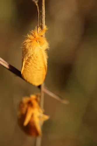 Yellow Flannel Moth - photo 4