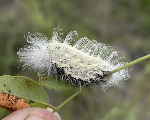 Yellow Flannel Moth - photo 5