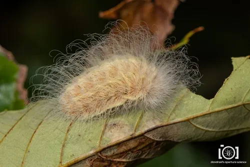 Yellow Flannel Moth - photo 6