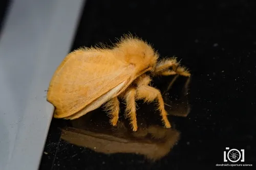 Yellow Flannel Moth - photo 7