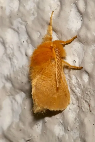 Yellow Flannel Moth - photo 8