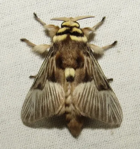 Megalopyge tharops - photo 4