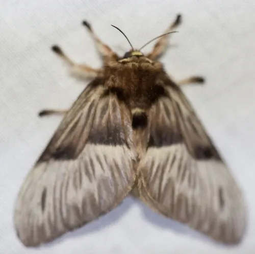 Megalopyge tharops - photo 5