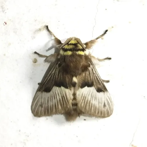 Megalopyge tharops - photo 6
