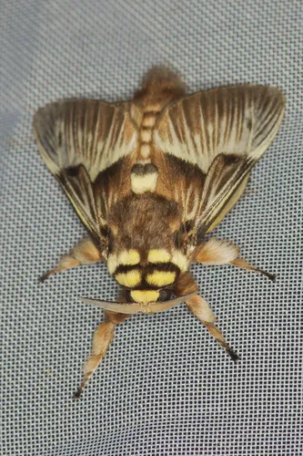 Megalopyge tharops - photo 7