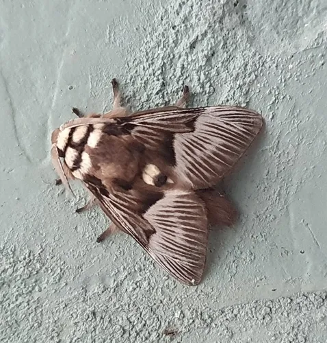 Megalopyge tharops - photo 8