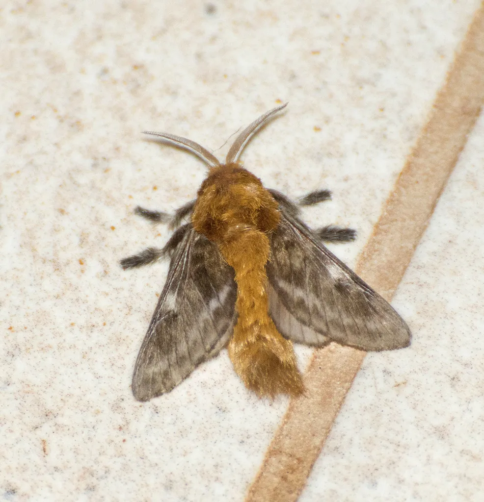Megalopyge undulata - Megalopyge undulata