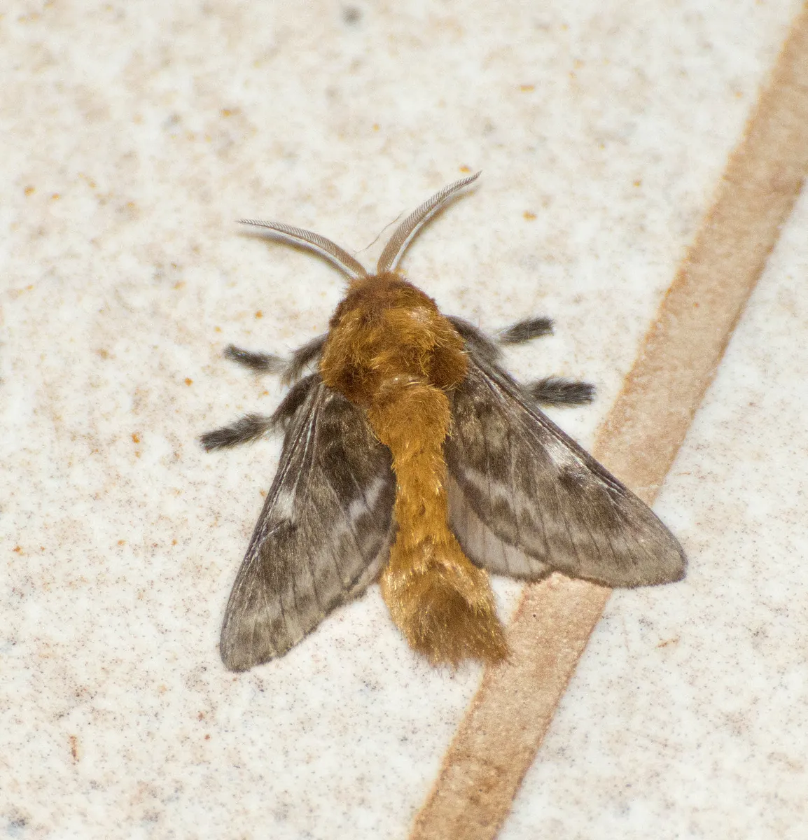 Megalopyge undulata - photo 2
