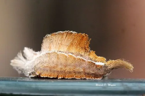 Megalopyge undulata - photo 4