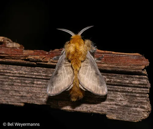 Megalopyge undulata - photo 5