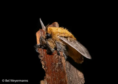 Megalopyge undulata - photo 6