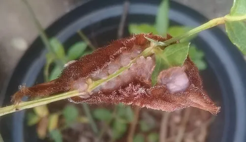 Megalopyge undulata - photo 7