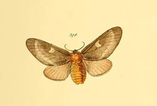 Megalopyge undulata - photo 8