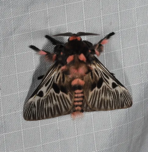 Megalopyge urens - photo 4