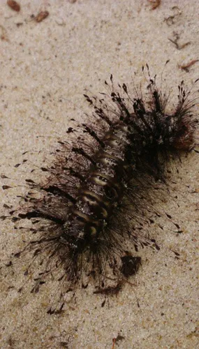 Megalopyge urens - photo 5