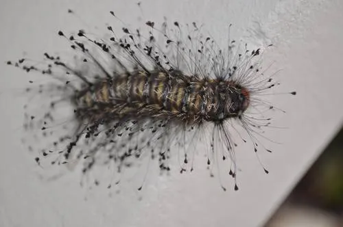 Megalopyge urens - photo 6