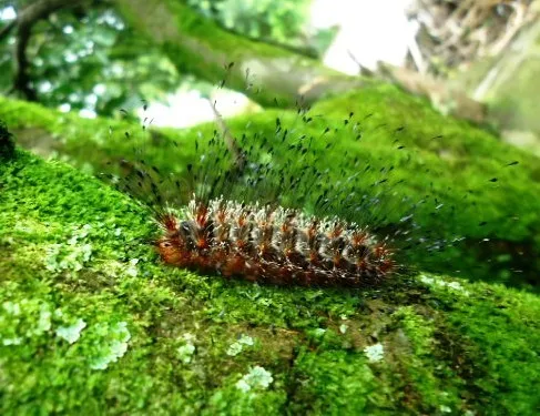 Megalopyge urens - photo 7
